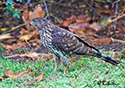 Accipiter striatus